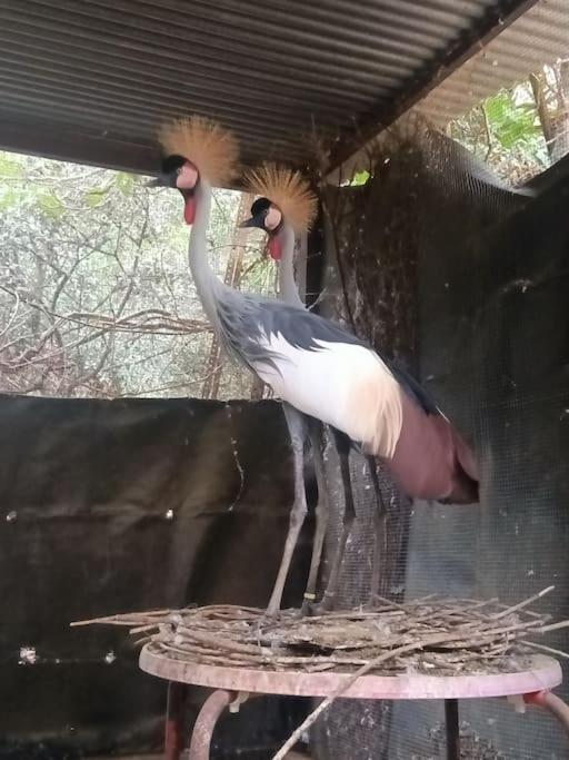 Casa Rural En El Campo Con Animales, Piscina Y Barbacoa Almodóvar del Río Exterior foto
