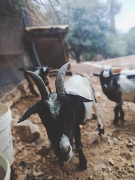 Casa Rural En El Campo Con Animales, Piscina Y Barbacoa Almodóvar del Río Exterior foto