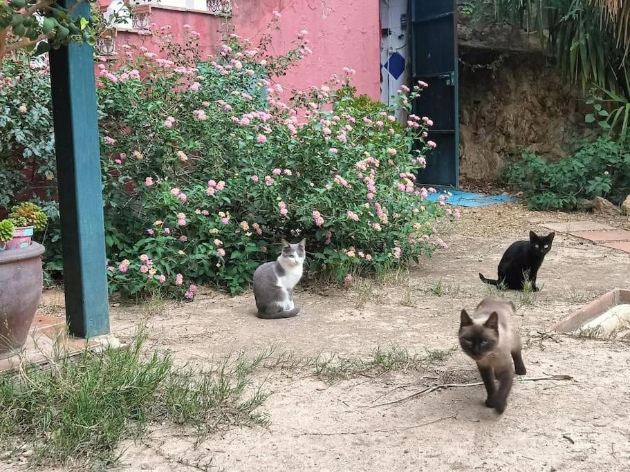 Casa Rural En El Campo Con Animales, Piscina Y Barbacoa Almodóvar del Río Exterior foto