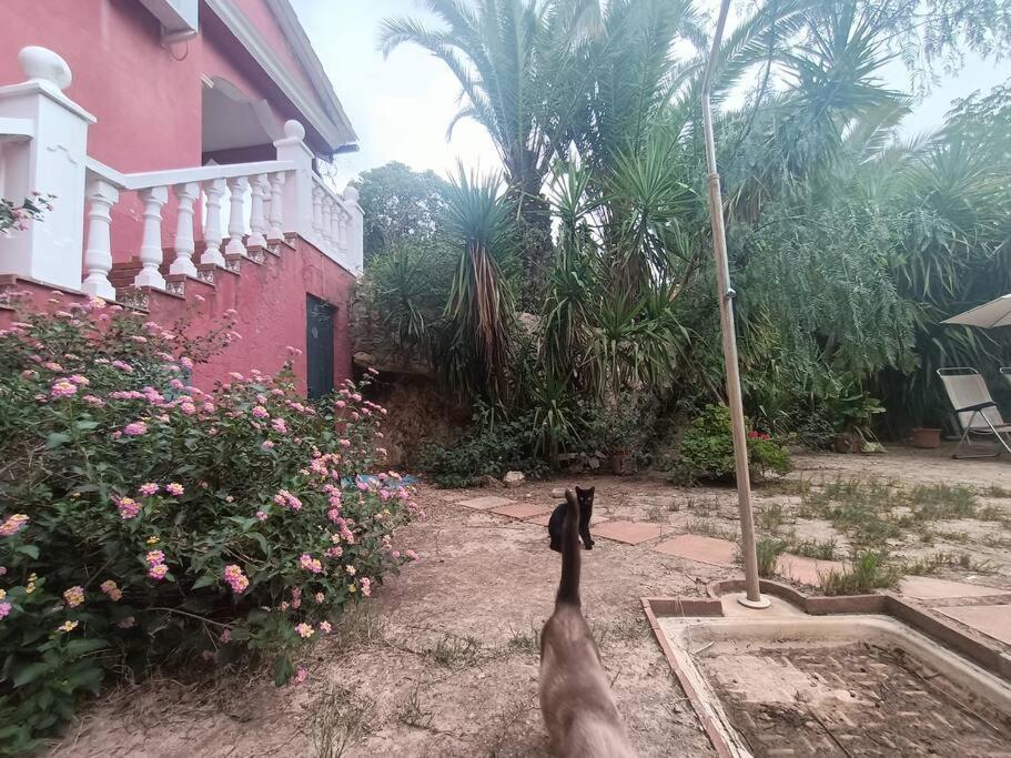 Casa Rural En El Campo Con Animales, Piscina Y Barbacoa Almodóvar del Río Exterior foto