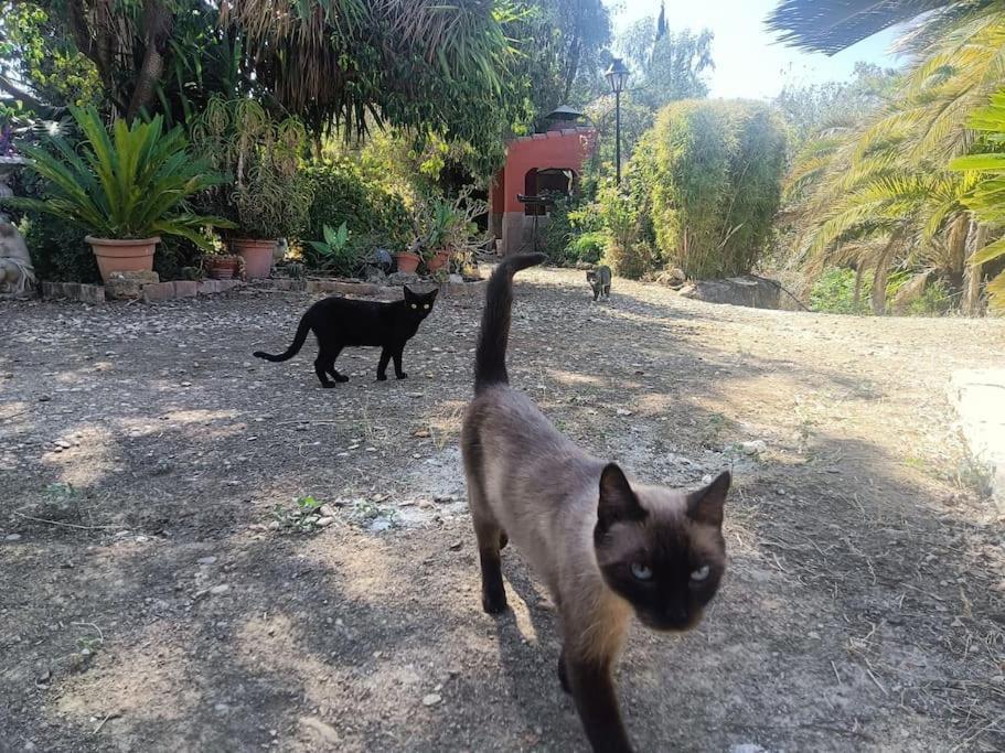 Casa Rural En El Campo Con Animales, Piscina Y Barbacoa Almodóvar del Río Exterior foto